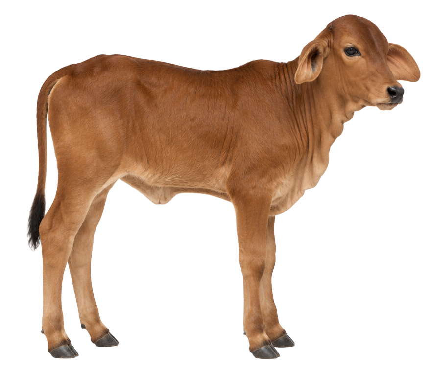 Calf Growth & Immunity