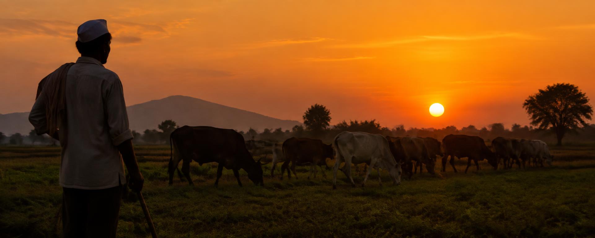 Farmer watching his herd at sunset